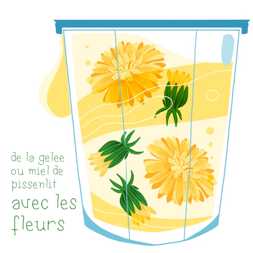 illustration recette plante sauvage le pissenlit